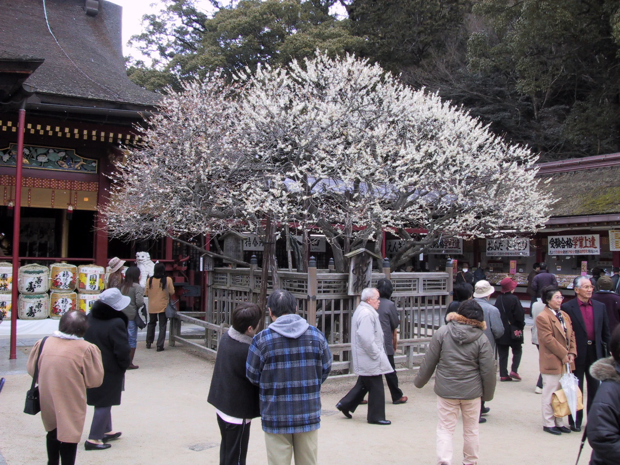 The Tobiume flying plum tree in full white blossom